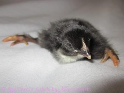 Spraddle Leg aka: Splayed Leg and Curled Toes in Chickens: Causes and Treatments. Image